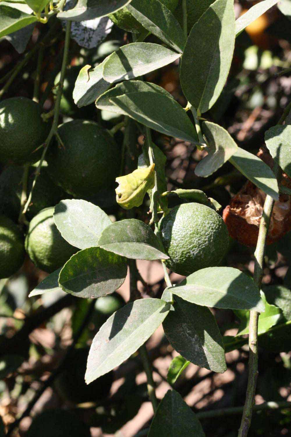              Sun leaves (Riverside, CA)       